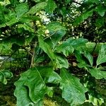 Quercus bicolor 整株植物