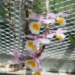 Dendrobium polyanthum Цветок