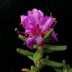 Rhododendron setosum 整株植物