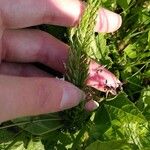 Achillea roseo-alba Φύλλο