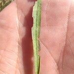 Bupleurum baldense Leaf