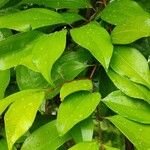 Cinnamomum burmanni Blad