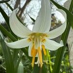 Erythronium oregonum Blüte