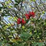 Erythrina lysistemon Virág