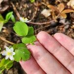 Anemonella thalictroides Fulla