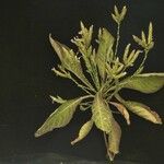 Elytraria imbricata ശീലം