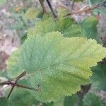 Sorbus latifolia Blad