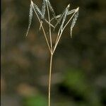 Osmorhiza berteroi Ffrwyth
