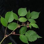 Rubus hoffmeisterianus موطن