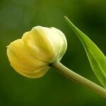 Tulipa billietiana Leaf