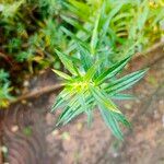 Angelonia biflora Leaf