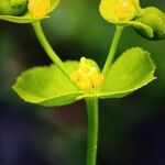Euphorbia serrata Floro