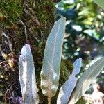 Elaphoglossum splendens