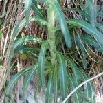 Campanula spicata Leaf