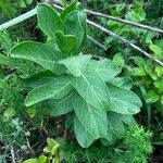 Asclepias viridis Lapas