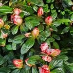 Rhododendron indicum Характер