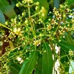 Nectandra megapotamica പുഷ്പം