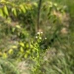 Erigeron PusillusFlower