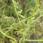 Atriplex patula Fruit