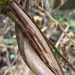 Lonicera acuminata Corteccia