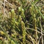 Lycopodium alpinum Blad