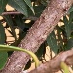 Osmanthus decorus Bark