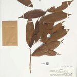 Naucleopsis oblongifolia Yaprak