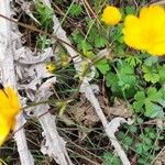 Ranunculus lanuginosus पत्ता