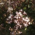 Ageratina ligustrina Blad