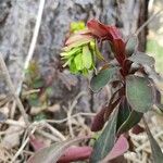 Euphorbia amygdaloidesফুল