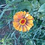 Zinnia elegans 花