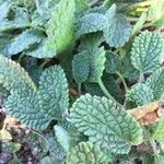 Stachys maritima Leaf