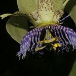 Passiflora platyloba ফুল