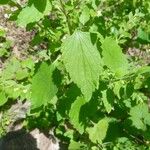 Scutellaria albida 葉