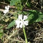 Silene dichotoma Blüte