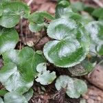 Galax urceolata Leaf