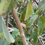 Lantana camara Bark