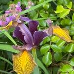 Iris spuria Flower