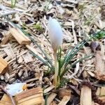 Crocus vernus Bloem