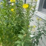 Oenothera biennisLeaf