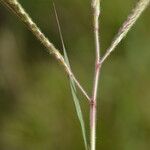 Dichanthium aristatum Flors