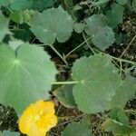 Abutilon hirtum पत्ता