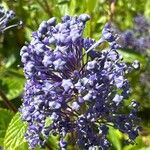 Ceanothus americanus Flor