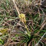 Carex halleriana പുഷ്പം