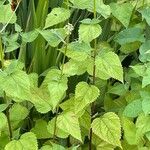 Ageratina altissima Leaf