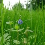 Veronica americana Blüte