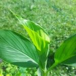 Curcuma longa Blad