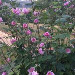 Anemone x hybrida 花