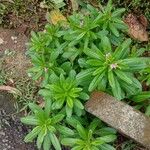 Talinum paniculatum Yeri