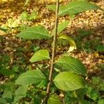 Euonymus verrucosus Leaf